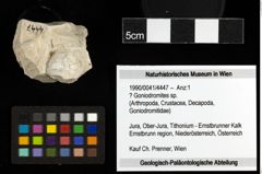 Foto (Objekt + Etiketten) von ? Goniodromites sp. 